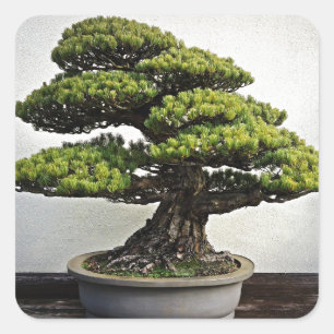 Japanse witte pine Bonsai Vierkante Sticker