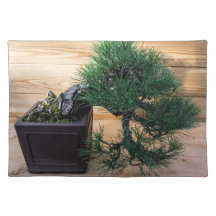 Japanse Zwarte Pine Bonsai Boom Foto