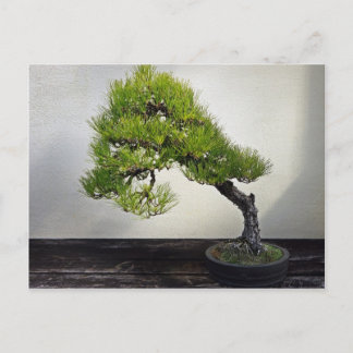 Japanse zwarte pine Bonsai Briefkaart