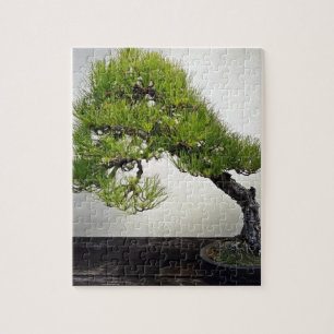 Japanse zwarte pine Bonsai Legpuzzel