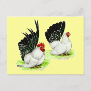Japanse zwarte witte bantams briefkaart