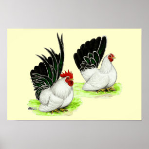 Japanse zwarte witte bantams poster