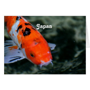 Japonais Koi