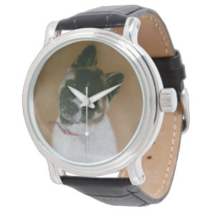Japonaise/Américaine mignonne chiot akita montre