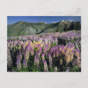JARBIDGE WILDERNESS, NEVADA. VS. Struiklupine Briefkaart