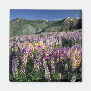 JARBIDGE WILDERNESS, NEVADA. VS. Struikvlinderbloe Magneet