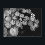 Jardin aquatique, cartes postales<br><div class="desc">Photo en noir et blanc de l'étang.</div>