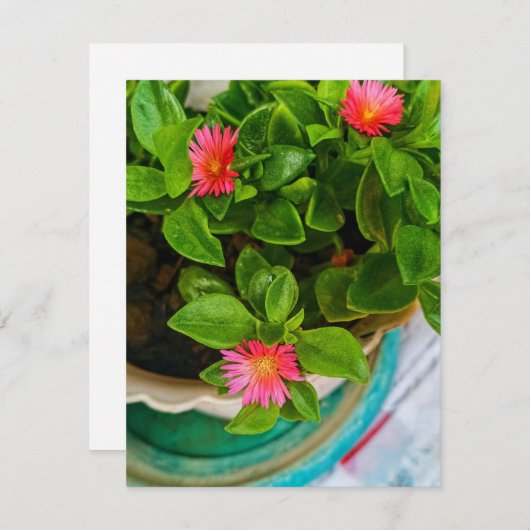 Jardin Bébé Rose Soleil Plante Dans Un Pot Carte P (Devant / Derrière)