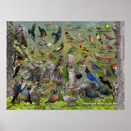 Jardin Birds of the West Poster 2021 Edition (Devant)