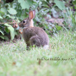 Jardin Bunny Acrylique Jigsaw Puzzle 8 x 10<br><div class="desc">Jardin Bunny Acrylique Jigsaw Puzzle par WildNest Jardin Bunny Acrylique Jigsaw Puzzle par WildNest est un Puzzle Acrylique de haute qualité limitée avec un adorable lapin lapin dans un jardin verdoyant. Il s'agit de la première série de puzzle WildNest Wildlife Jigsaw. Il s'agit d'un puzzle acrylique de haute qualité parfait...</div>