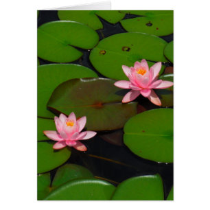 Jardin de fleurs de laine d'eau de lotus rose,