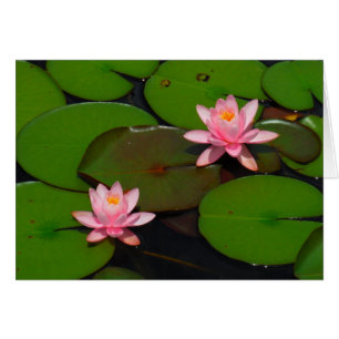 Jardin de fleurs de laine d'eau de lotus rose,