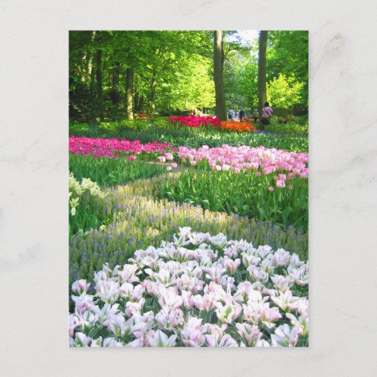 Jardin de Keukenhof - Holland carte postale (Devant)