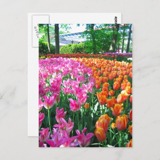 Jardin de Keukenhof - Holland carte postale (Devant / Derrière)