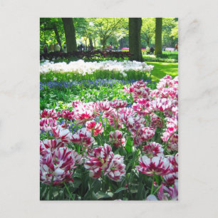 Jardin de Keukenhof - Holland carte postale