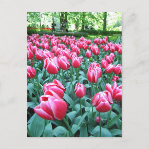 Jardin de Keukenhof - Holland carte postale