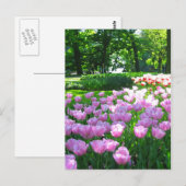 Jardin de Keukenhof - Holland carte postale (Devant / Derrière)