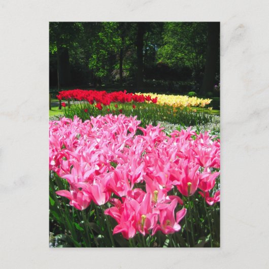 Jardin de Keukenhof - Holland carte postale (Devant)