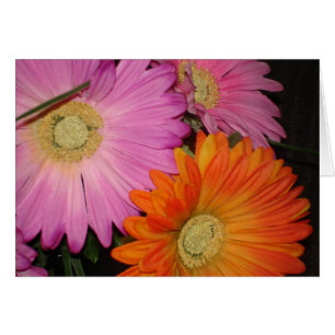 Jardin de marguerite de Gerbera