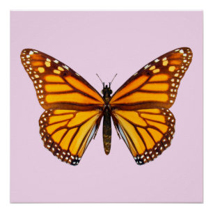Jardin de papillon monarque Art mural de la nature