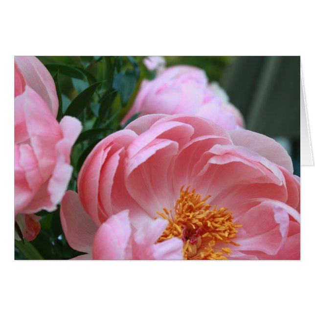 Jardin de Peony2 (Devant horizontal)