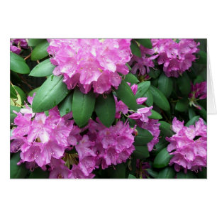 Jardin de rhododendron
