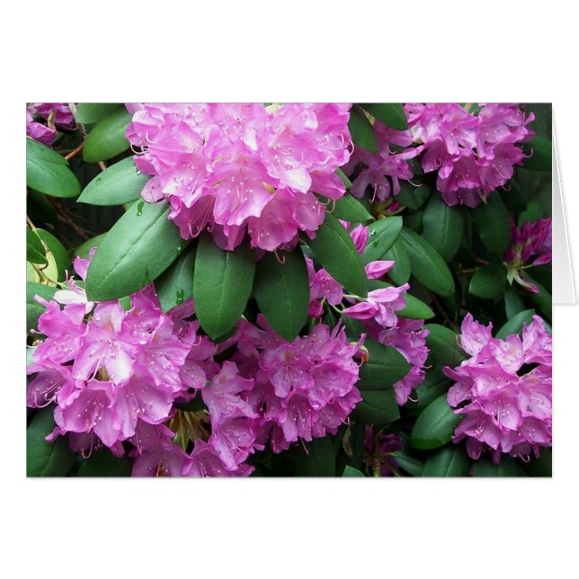 Jardin de rhododendron (Devant horizontal)