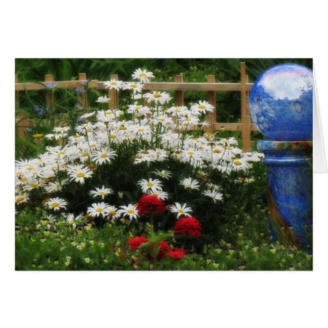 Jardin de Shasta - Marguerites (Devant horizontal)