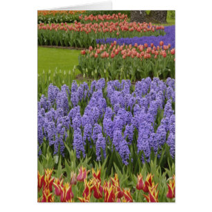 Jardin de tulipes et de jacinthes, jardins de Keuk
