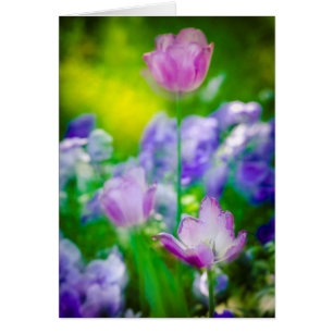 Jardin de tulipes, Giverny, France