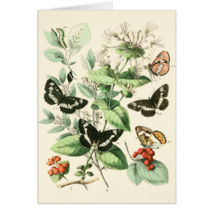 Jardin des papillons et des fleurs