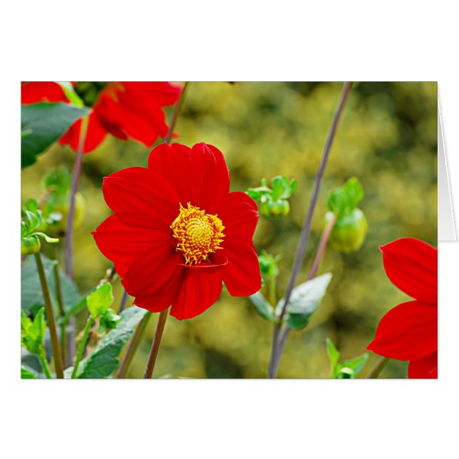 Jardin des Plantes-7 (Devant horizontal)