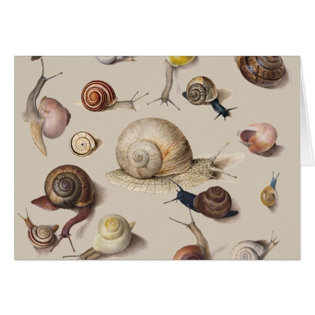 Jardin d'escargots Animaux de compagnie Gastropod  (Devant horizontal)