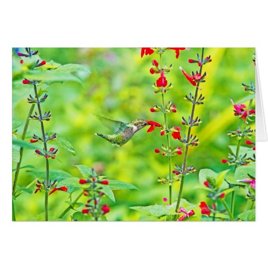 Jardin d'été (Devant horizontal)