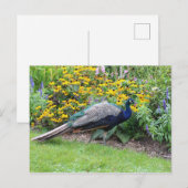Jardin d'été avec carte postale Peacock (Devant / Derrière)