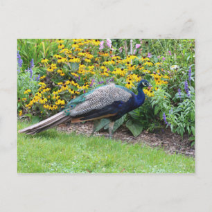 Jardin d'été avec carte postale Peacock