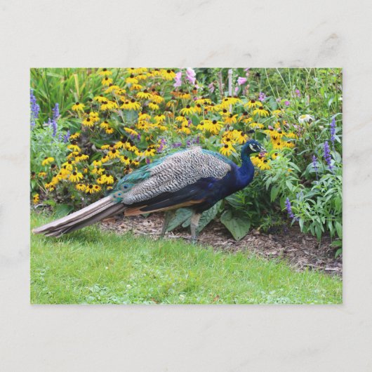 Jardin d'été avec carte postale Peacock (Devant)