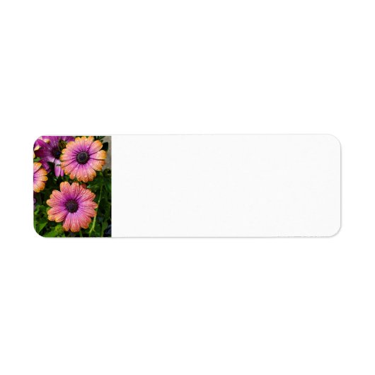 Jardin d'été étiquettes de adresse (Devant)