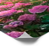 Jardin d'IMAGINAIRE, Fleurs, Roses - Poster (Coin)