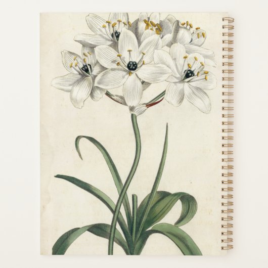 Jardin d'ivoire (Dos)