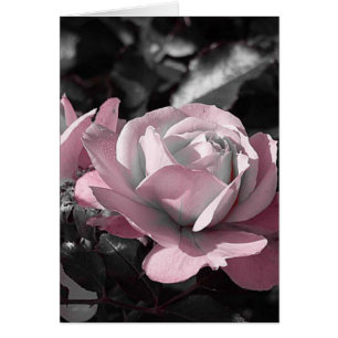 Jardin rose rose