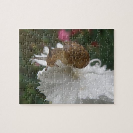 Jardin Snail et Puzzle Carnation blanche (Horizontal)