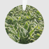 Jardin Vert feuille mignonne Fête des pères Plante (devant)