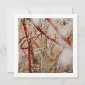 Jardinage Carte de visite Roses sauvages (Devant)