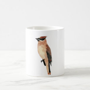 Jaseur de cèdre de tasse