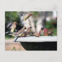Jaseurs de cèdre à la carte postale de Bath