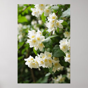 Jasmijn bloeit in de tuin poster