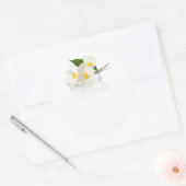 Jasmijn bloeit op witte achtergrond. macroopname ronde sticker (Envelop)