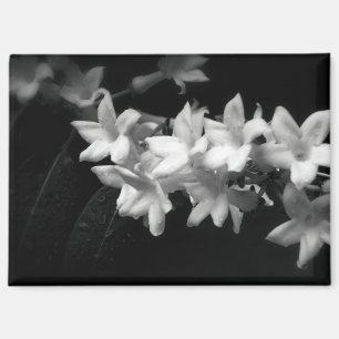 Jasmijn zwart-wit bloemen foto magneet