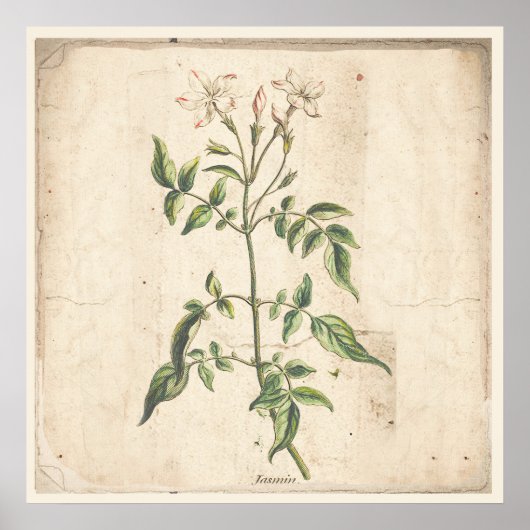 Jasmine Antiek Botanical Print Poster (Voorkant)